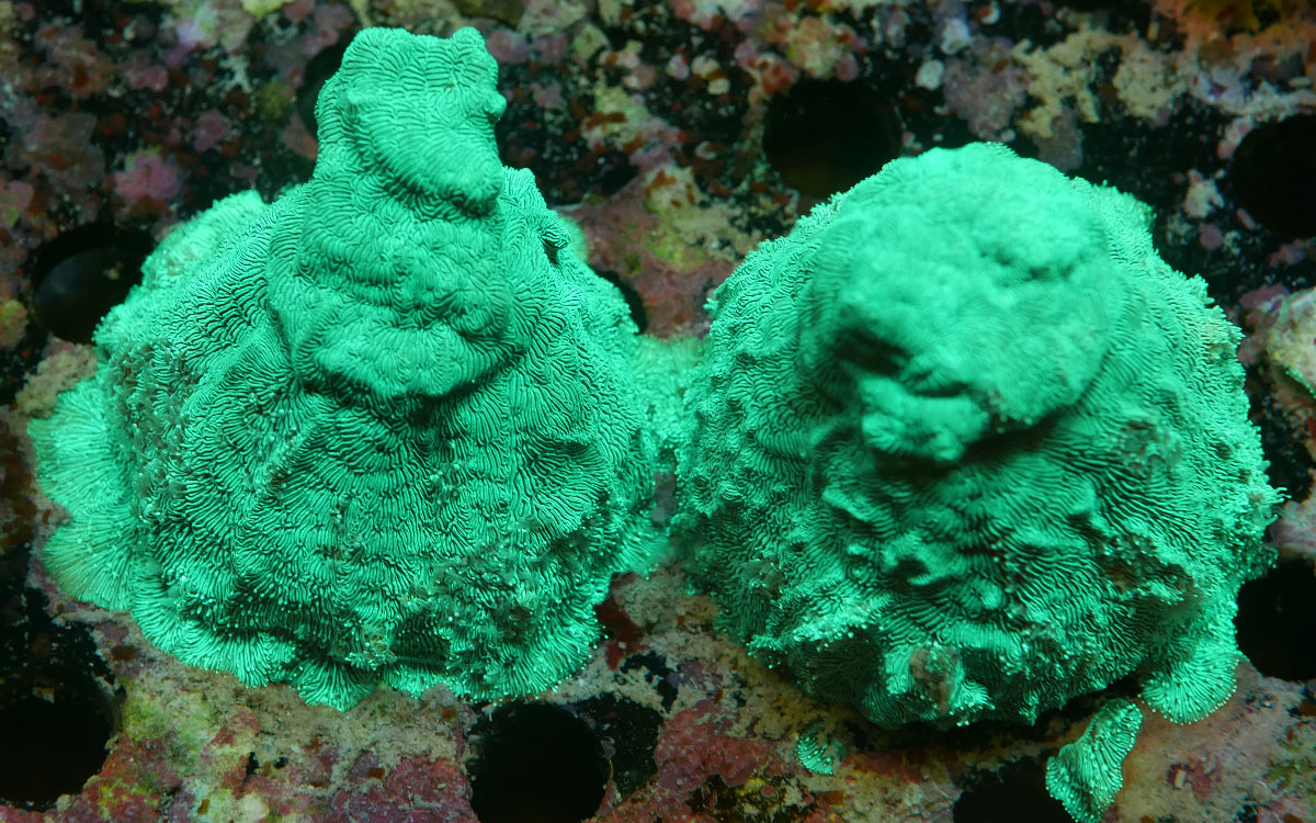 DoorBuster Corals