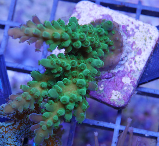 Green Acropora florida