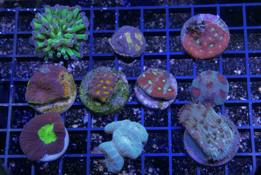 Farmers Pick Mix Package