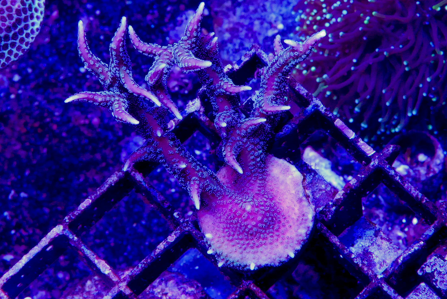 SPS 15 Pack- Large Corals