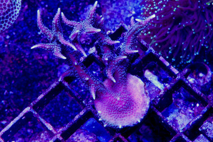 SPS 15 Pack- Large Corals