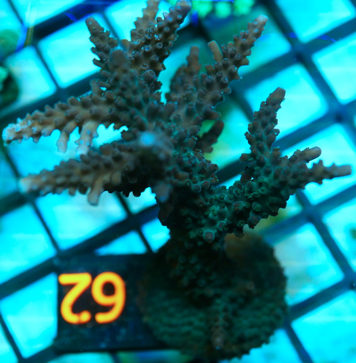 Blue Staghorn Acropora