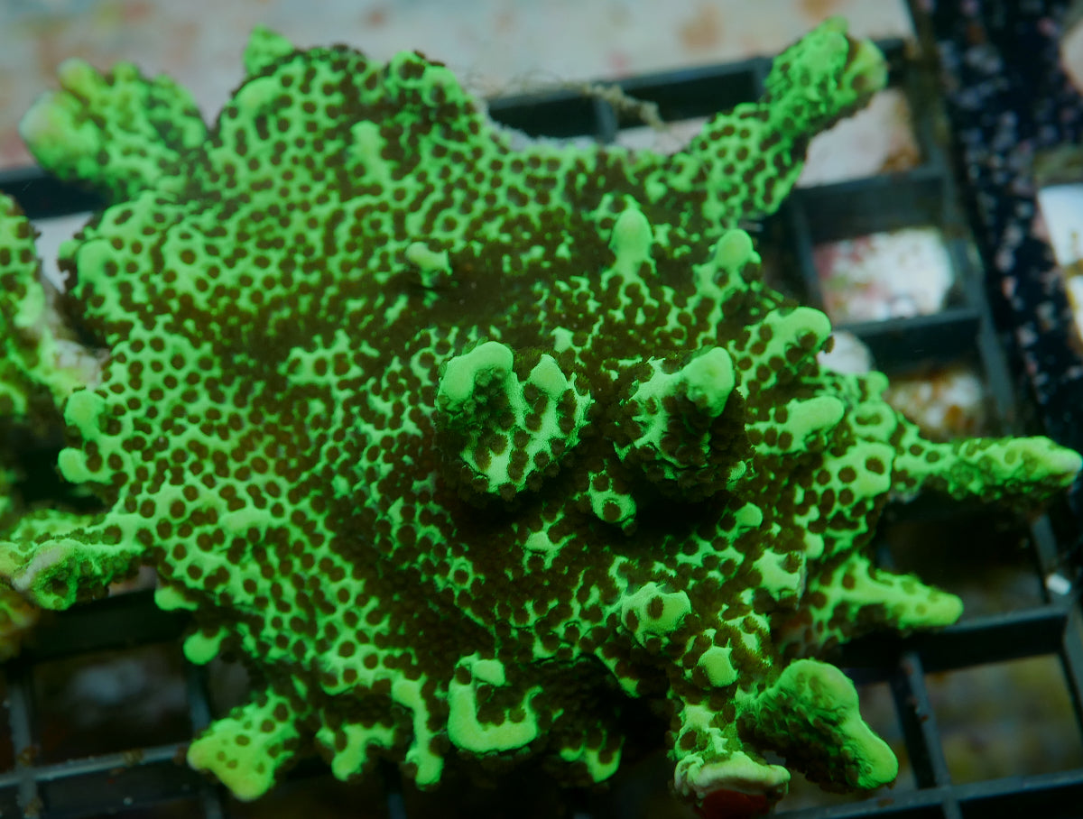 Montipora confusa