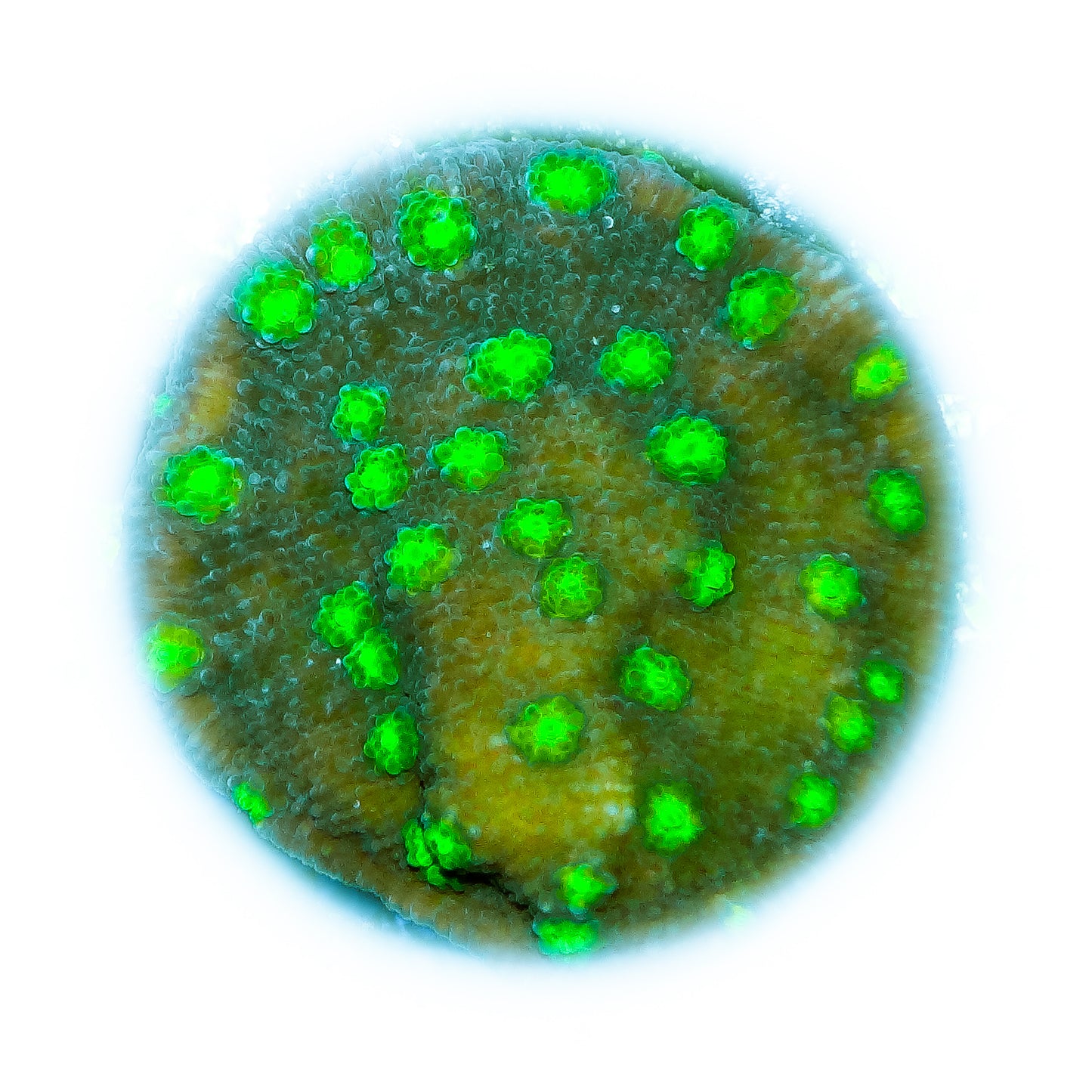 Sprung Stunner Chalice