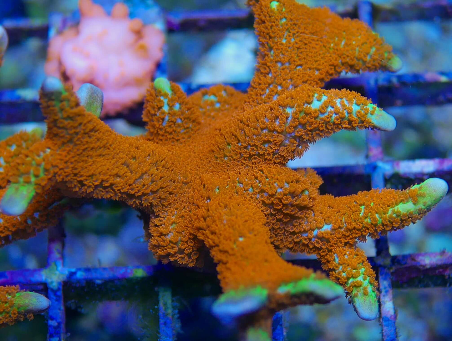 Assorted Montipora packs
