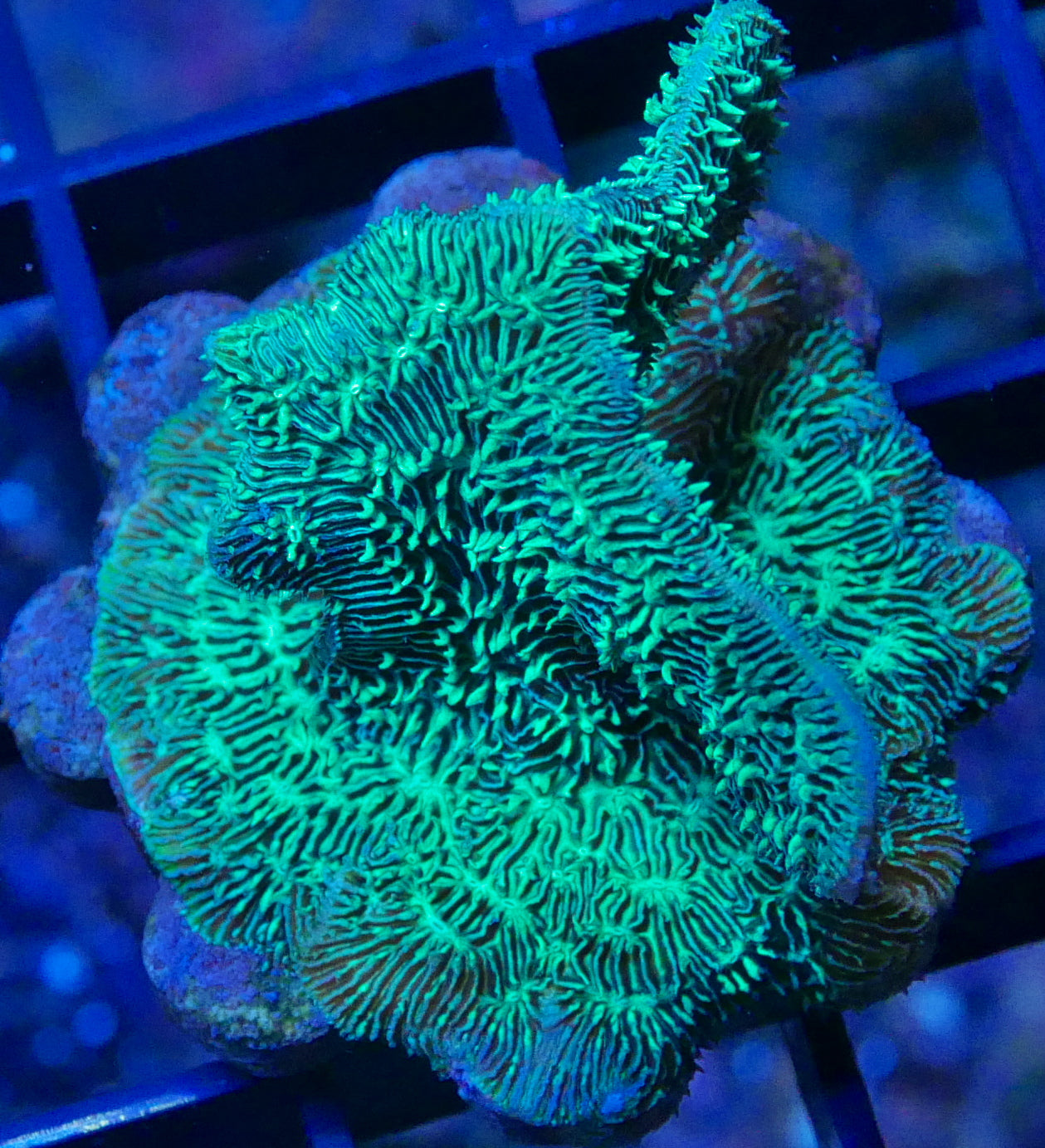 Assorted SPS (Non-Acropora) 12 pack