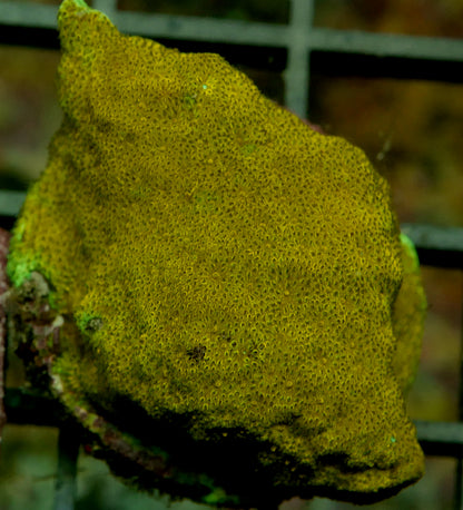 DoorBuster Corals