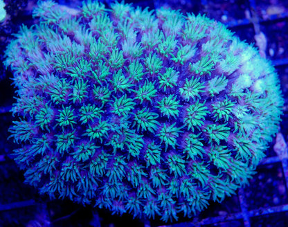 Bright Green Galaxea