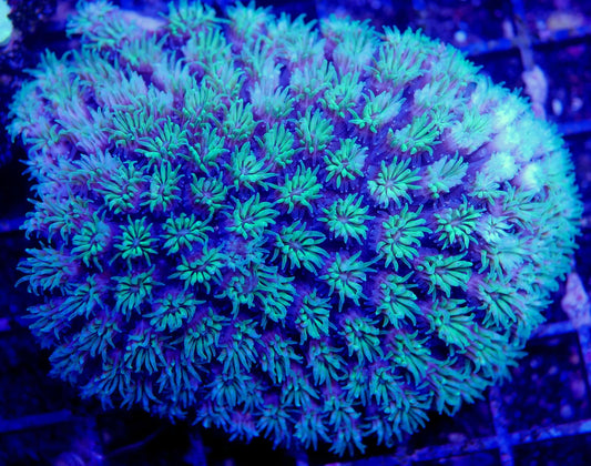 Bright Green Galaxea