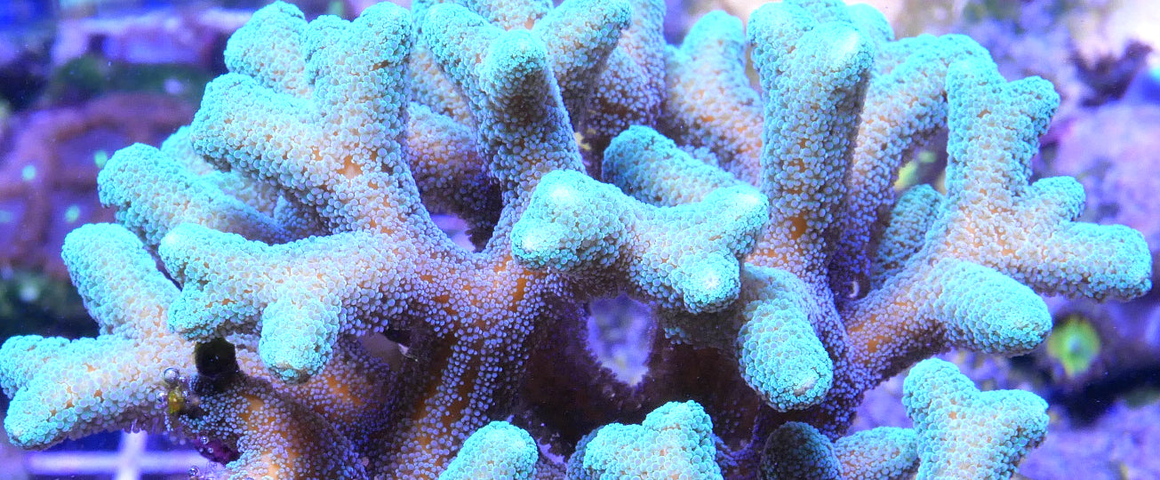 Green Birdsnest Seriatopora