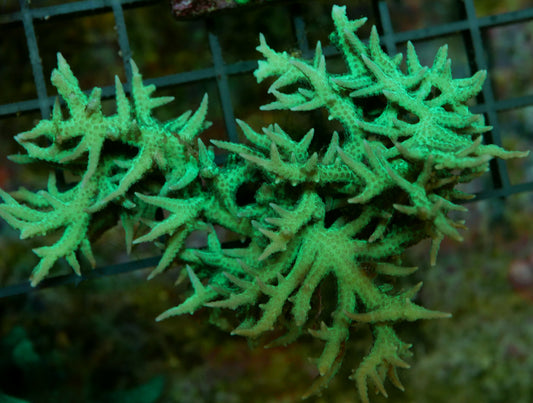 Bright Green Seriotera Hystrix