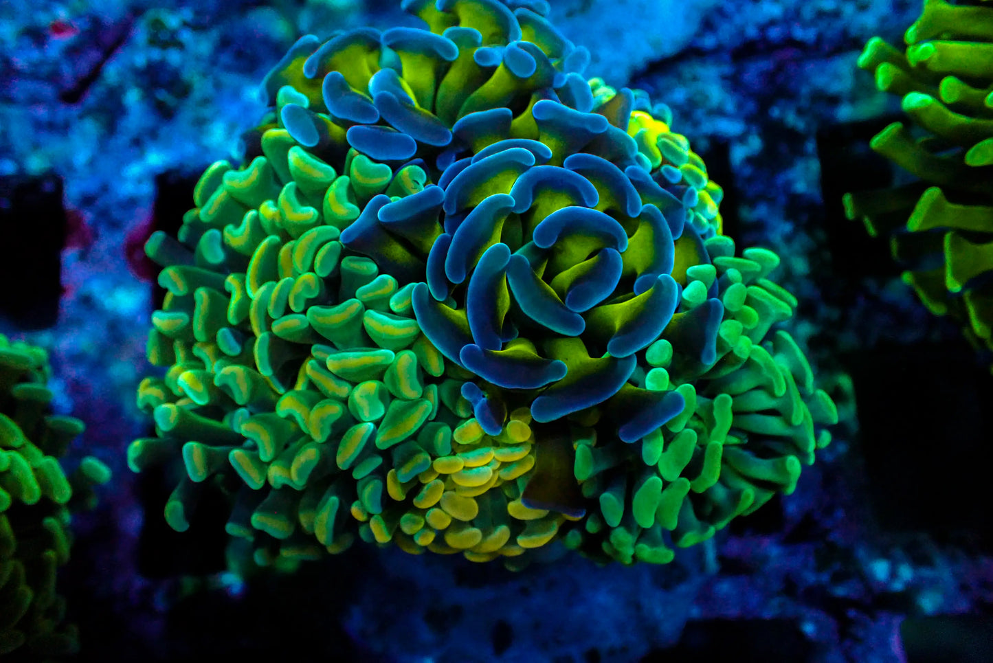 Assorted Maricultured Euphyllia