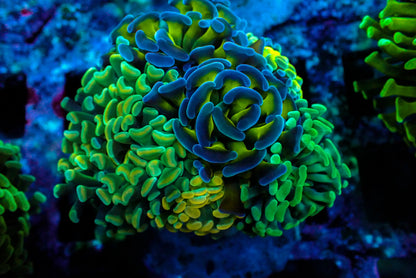 Assorted Maricultured Euphyllia