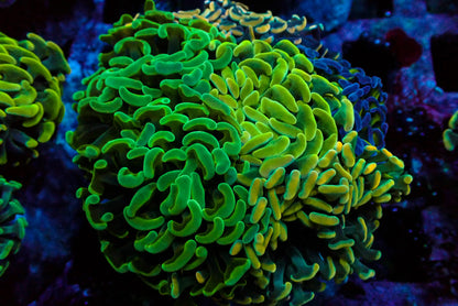 Assorted Maricultured Euphyllia