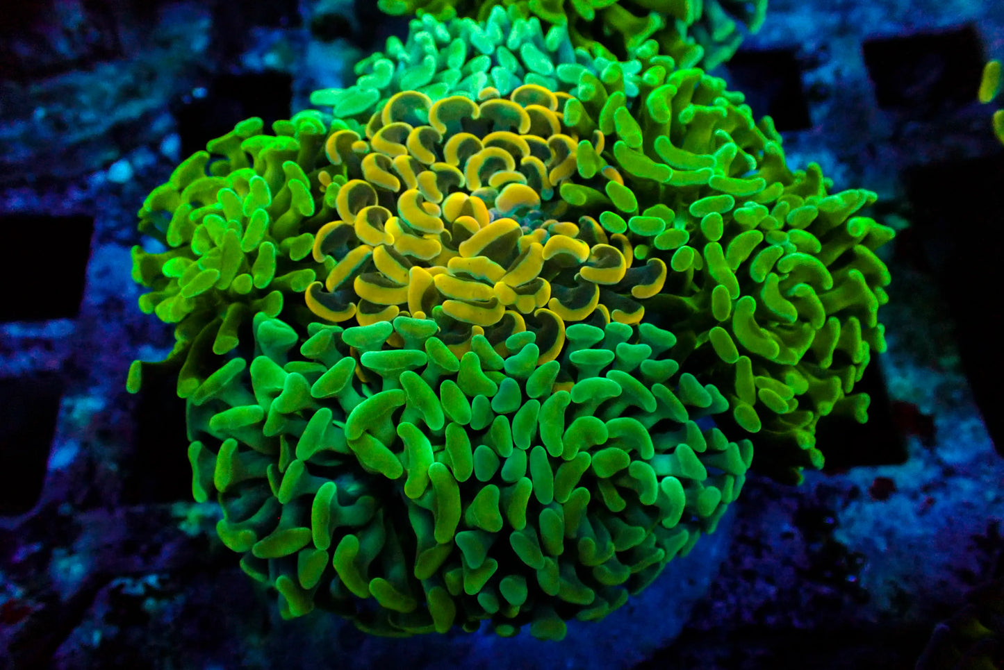 Assorted Maricultured Euphyllia