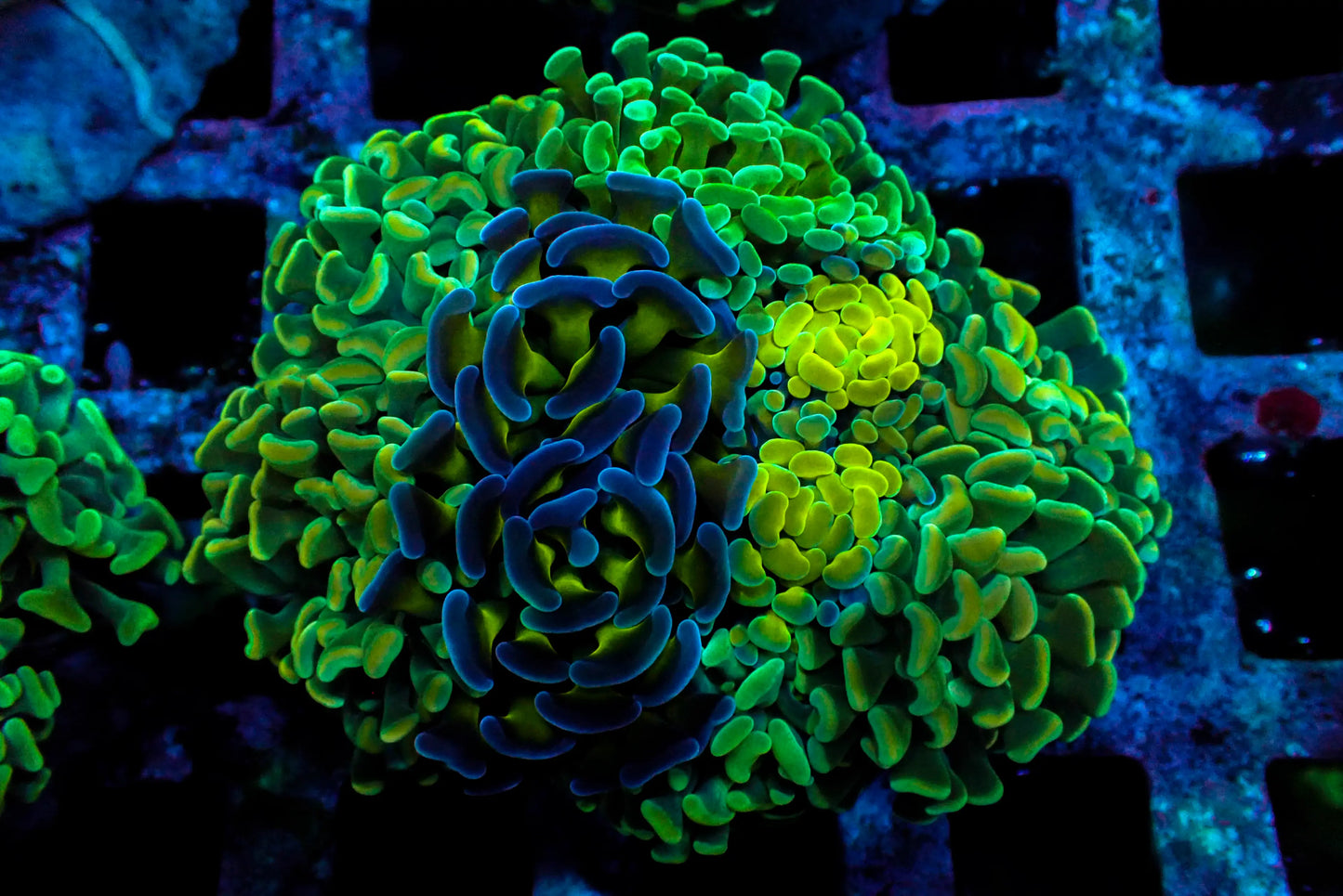 Assorted Maricultured Euphyllia