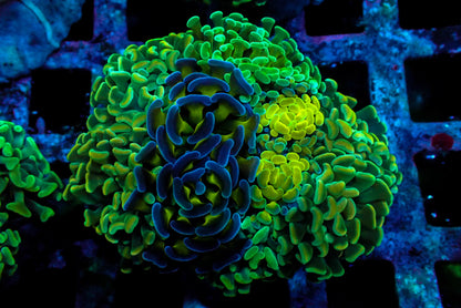 Assorted Maricultured Euphyllia