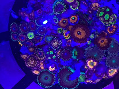 Farmers Pick Mix Package