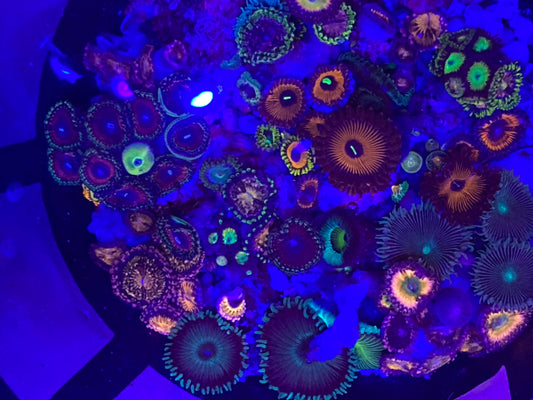 Farmers Pick Mix Package