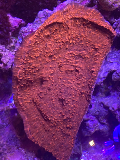 Red Echinopora Chalice