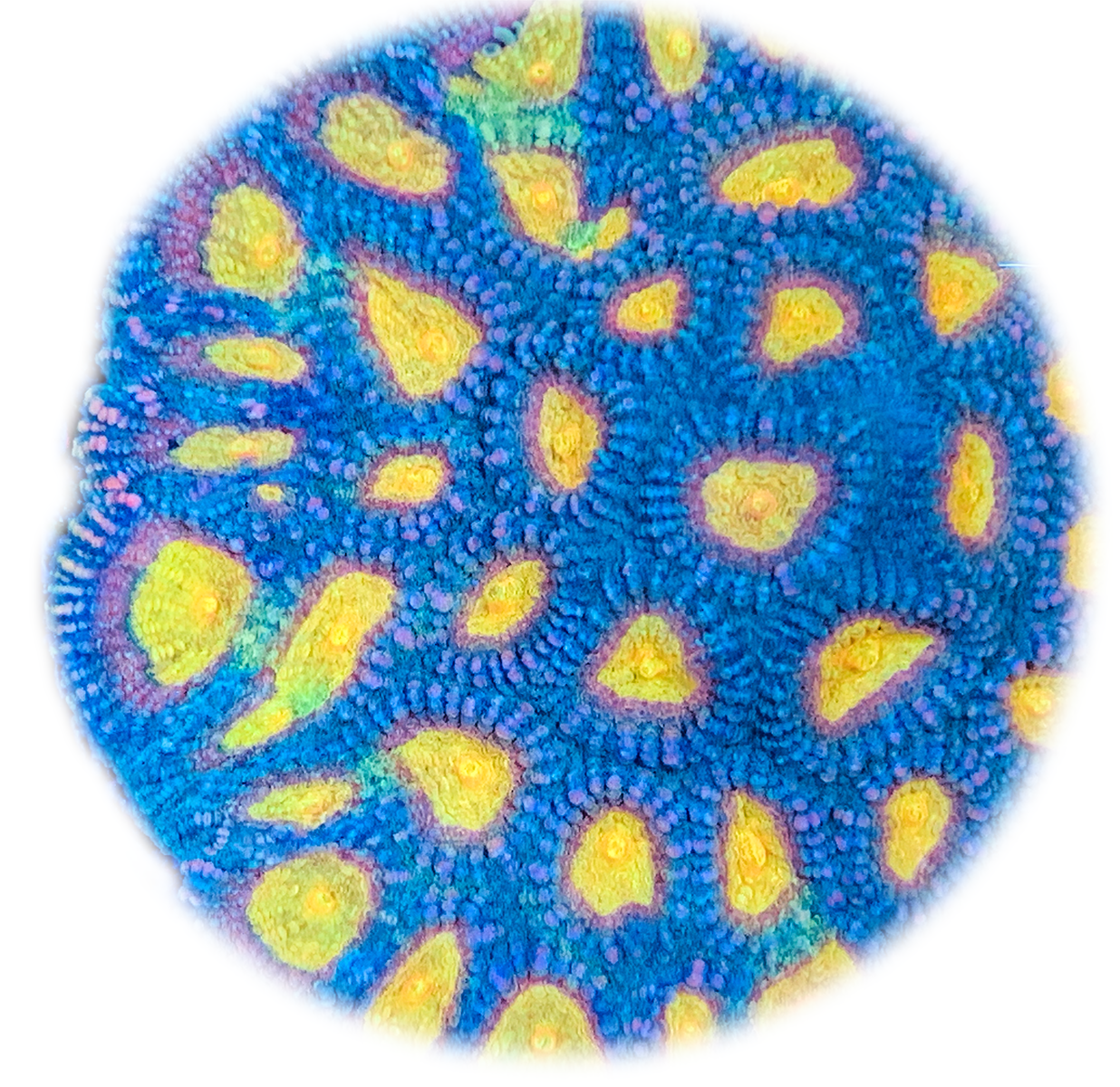 Malibu Sunrise Favia