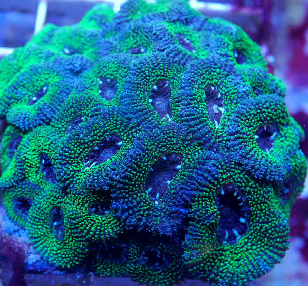 Micromussa micromussa