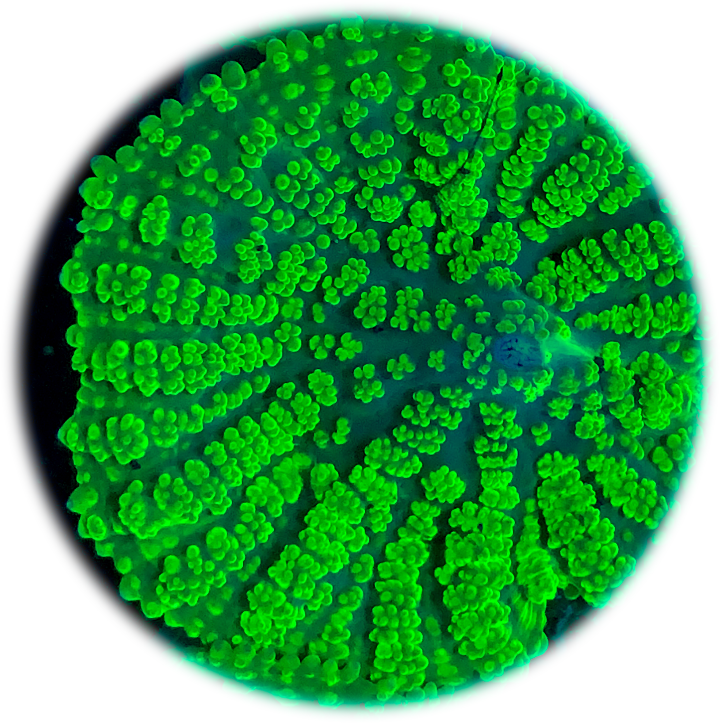 Neon Green Rhodactus