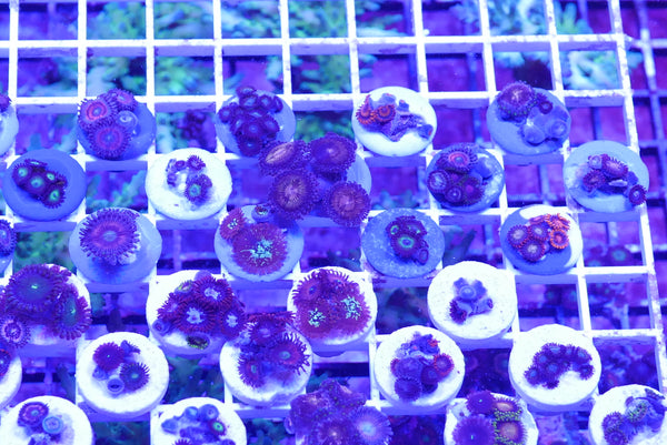 OVERSTOCK Corals