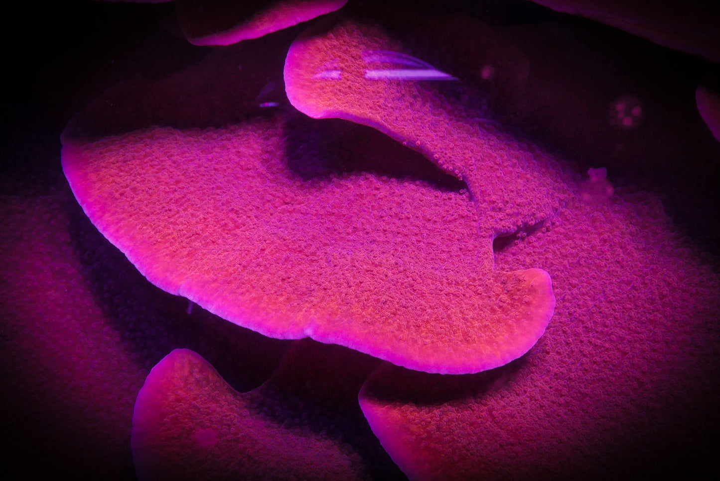 Red Plating Montipora