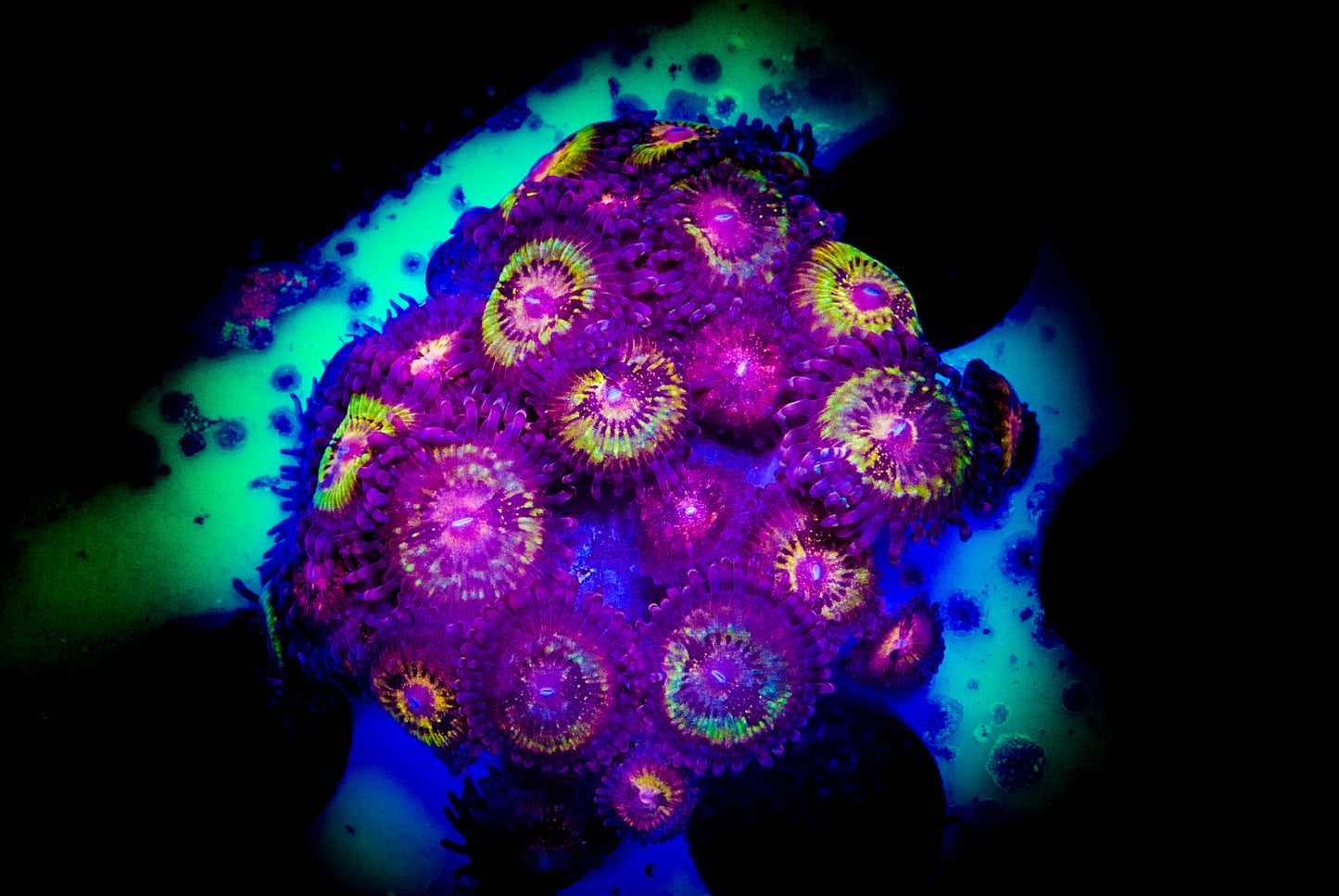 Supermorph Pandora’s