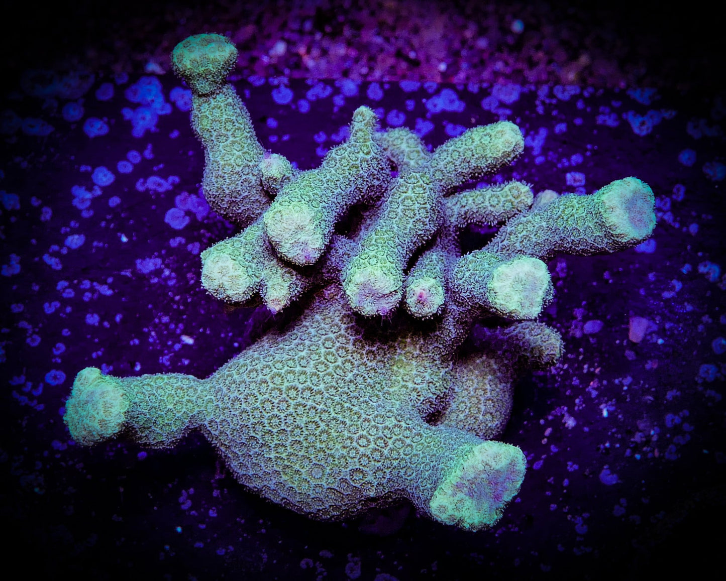 Branching Yellow Porites