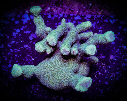 Branching Yellow Porites