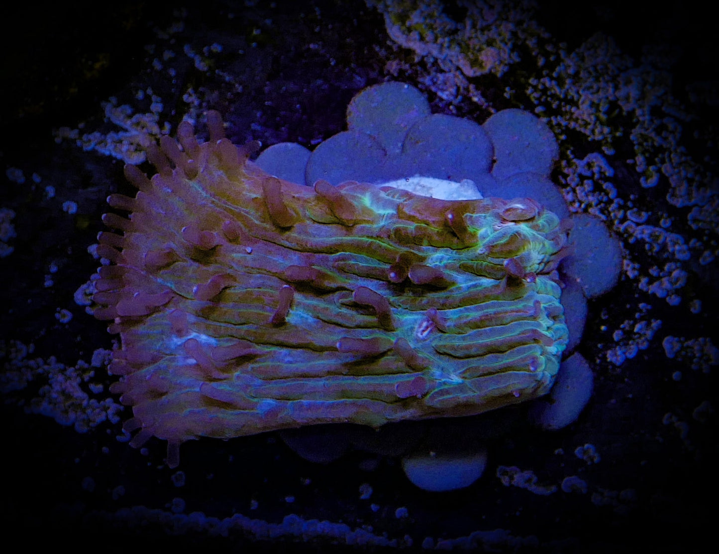 Herpolitha Tongue Coral