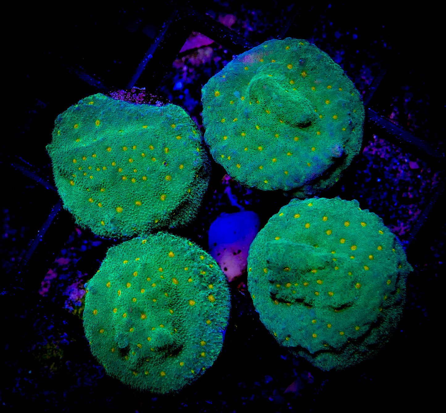 Pumpkin Patch Leptoseris