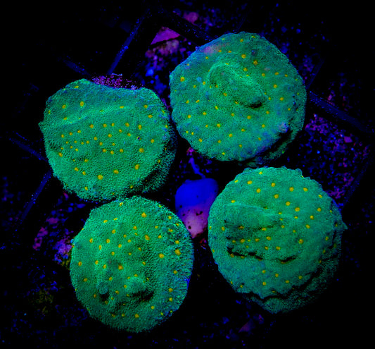 Pumpkin Patch Leptoseris