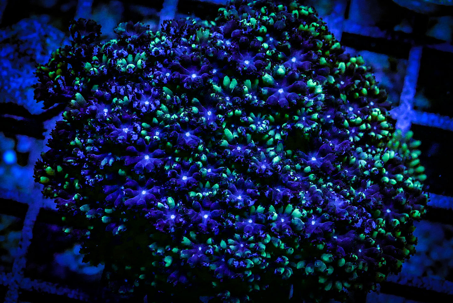 Green Tipped Blue Sympodium