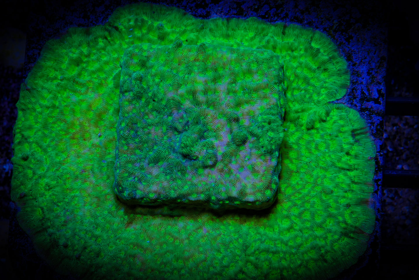 Electric Forest Leptoseris