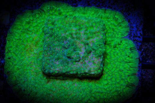 Electric Forest Leptoseris