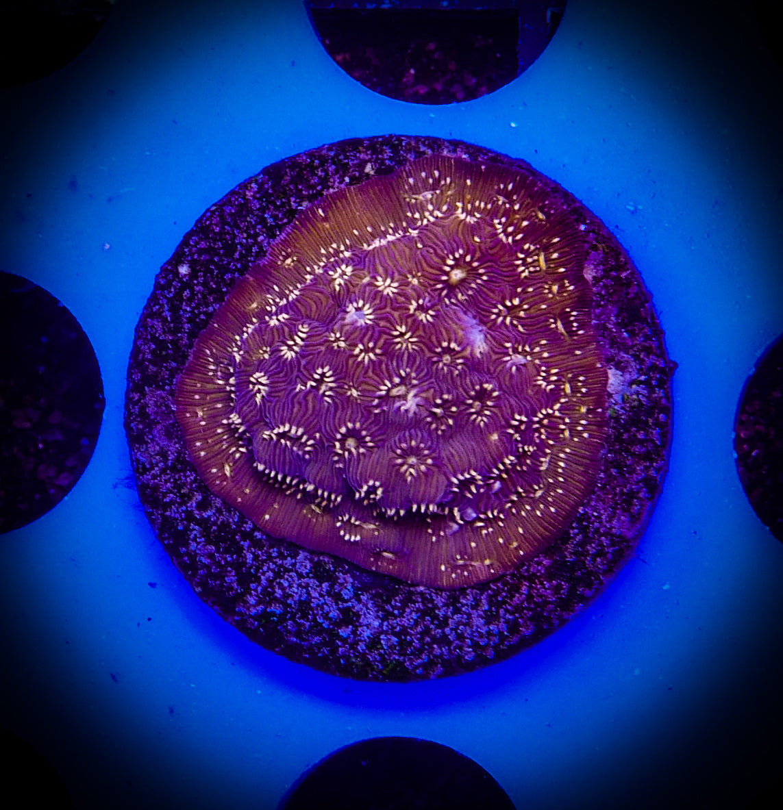 Golden Pavona Maldivensis