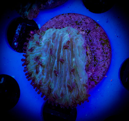 Herpolitha Tongue Coral