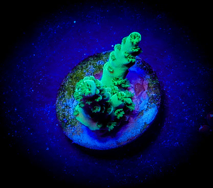 Green Bali Slimer Acropora