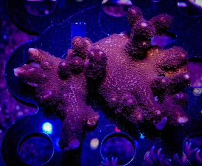 Purple Montipora Digitata
