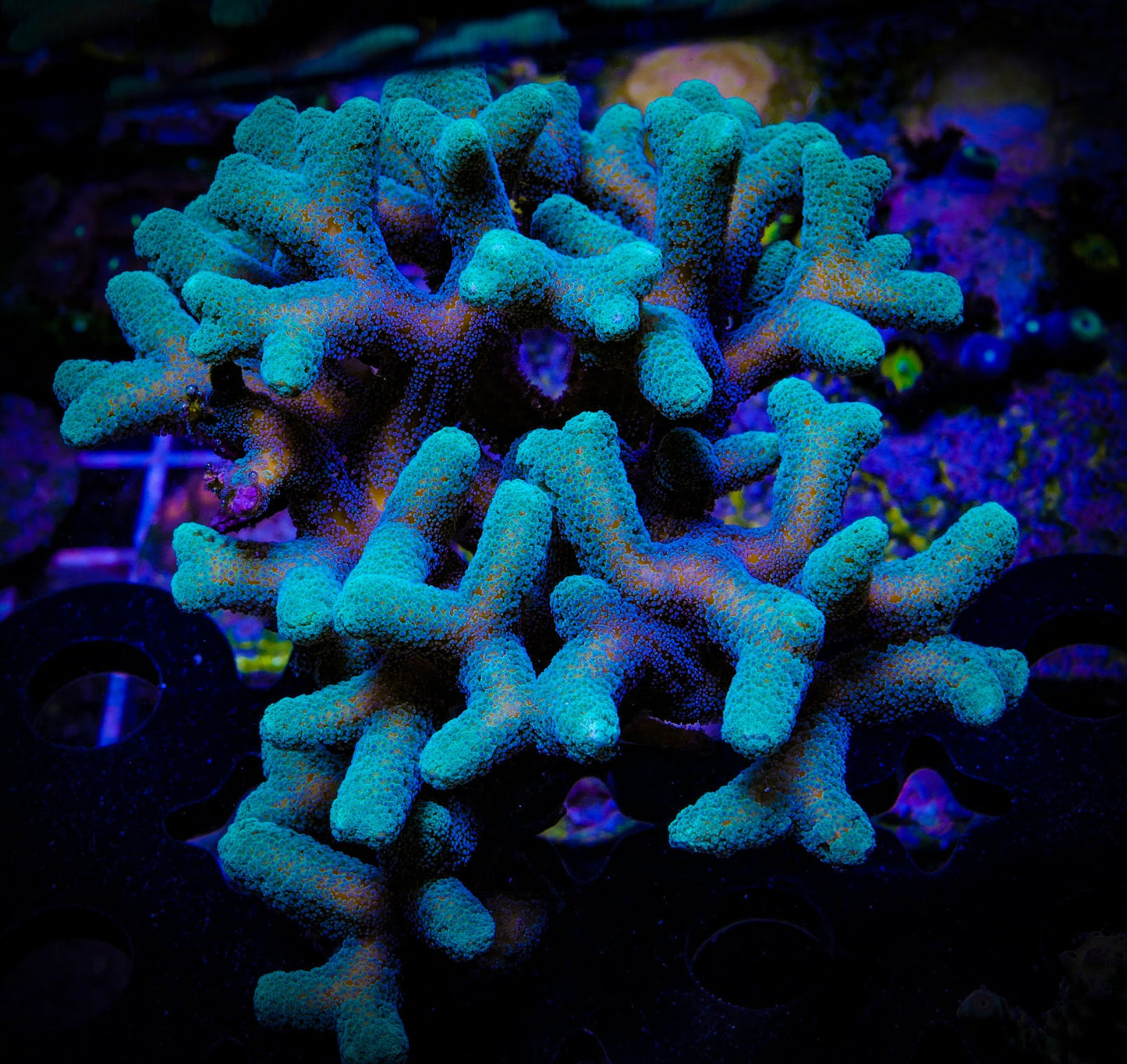 Green Birdsnest Seriatopora