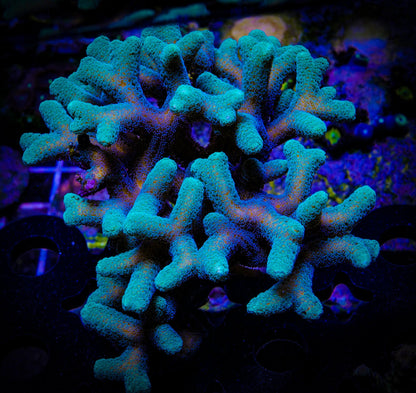 Green Birdsnest Seriatopora