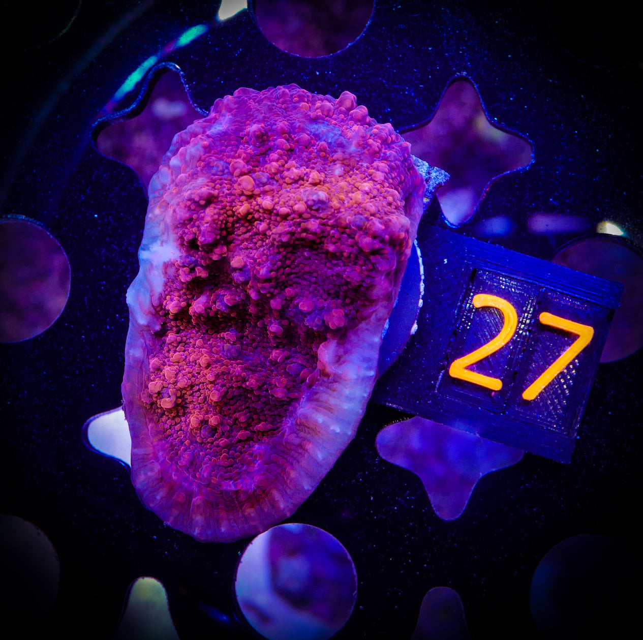 Red Echinopora Chalice