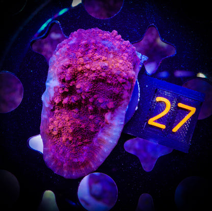 Red Echinopora Chalice