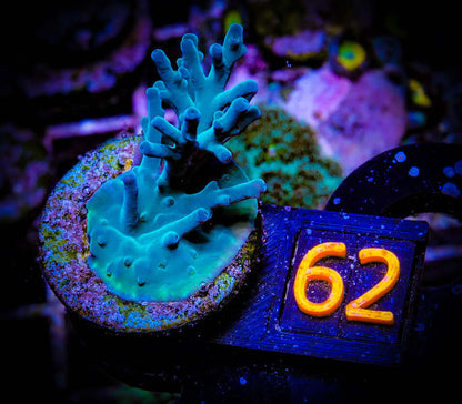 Acropora Echinata0 BottleBrush Acro