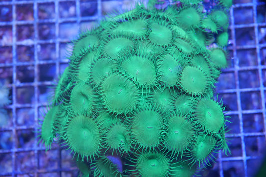 Assorted Palyotha Colony