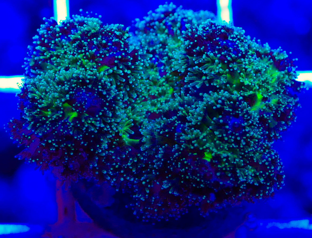Purple Tipped Pocillopora Acuta