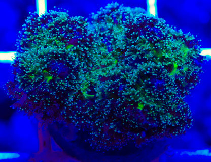 Purple Tipped Pocillopora Acuta